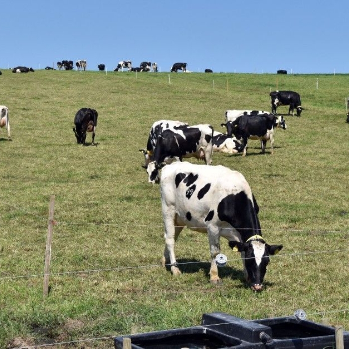 Holstein-Friesian dairy cows grazing at the Agri-Food and Biosciences Institute’s (AFBI) Hillsborough site. The facility supports world-leading research into animal nutrition, pasture management, and sustainable dairy production in Northern Ireland.